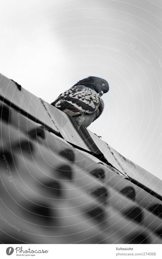 Mittagsschläfchen Himmel Dach Tier Vogel Taube 1 schlafen blau grau taubenblau Siesta Feder Reinigen Körperpflege Dachziegel Schnabel blau-grau