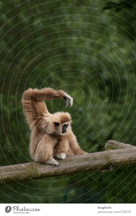 Balance Zoo Tier Affen 1 hocken sitzen Coolness braun grün Gleichgewicht Farbfoto Gedeckte Farben Außenaufnahme Menschenleer Textfreiraum oben