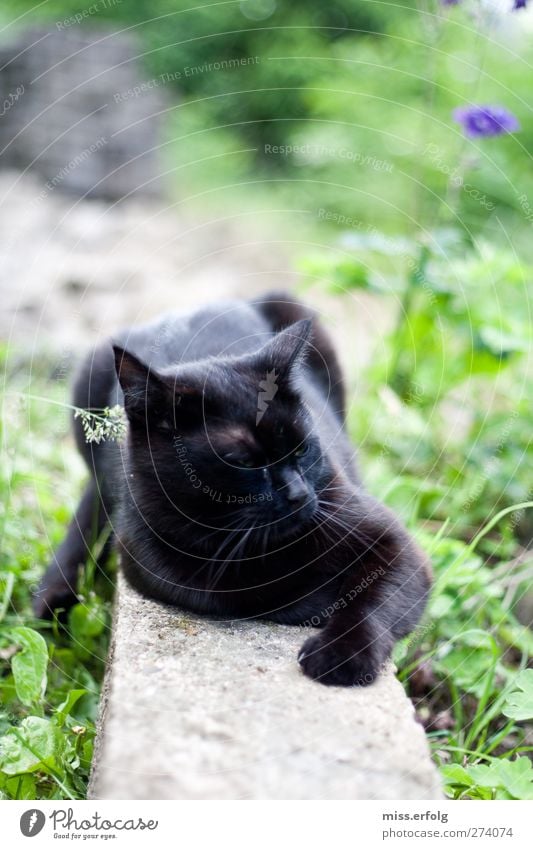 Auf der Mauer auf der Lauer liegt 'ne schwarze Katze Umwelt Natur Frühling Pflanze Blume Sträucher Grünpflanze Garten Tier Haustier 1 genießen Jagd