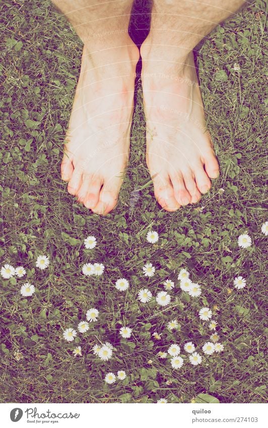 Sommerfüße maskulin Haut Beine Fuß Pflanze Gras Gänseblümchen Wiese stehen warten nackt Warmherzigkeit ruhig träumen Gefühle Zufriedenheit gleich Leichtigkeit