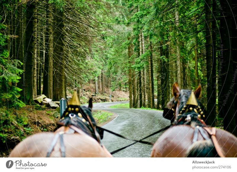 Hoch auf dem... Natur Sommer Baum Tier Nutztier Pferd 2 Bewegung Ausdauer Abenteuer Tourismus Fichtenwald Wald Pferdefuhrwerk Pferdekutsche Harz Kutschfahrt