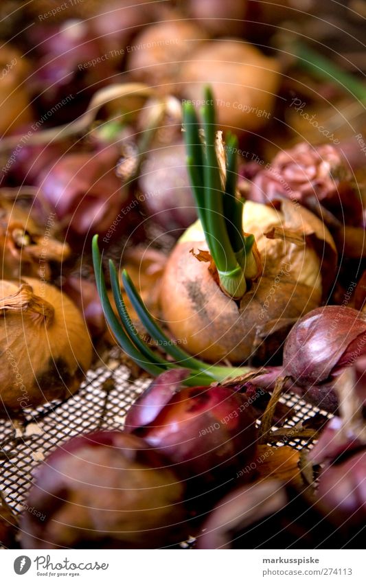 zwiebeln / allium cepa Lebensmittel Gemüse Zwiebel Zwiebelschale Zwiebelringe Zwiebellauch Küchenzwiebel Gartenzwiebel Sommerzwiebel Hauszwiebel