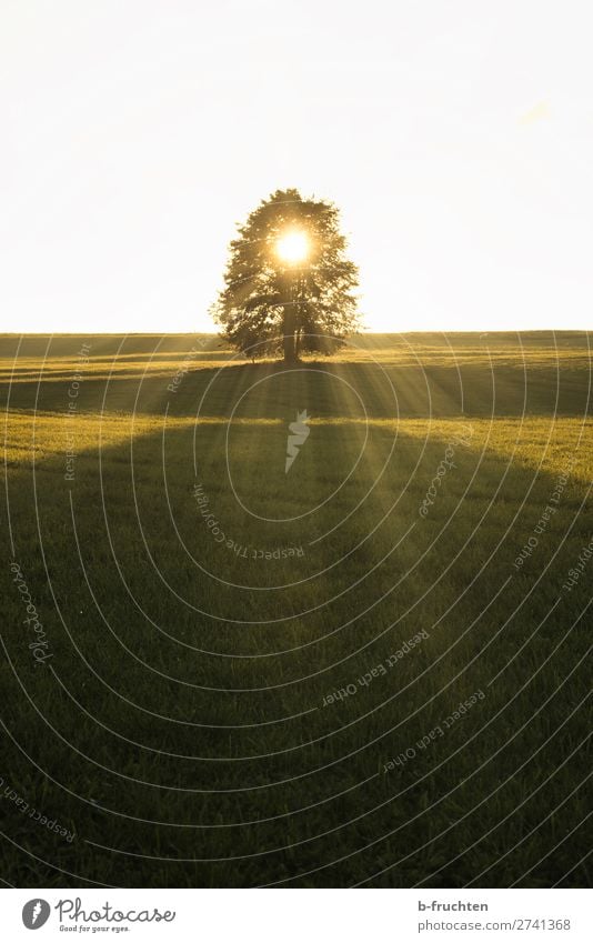 Baum, Abendsonne, Weideland harmonisch ruhig Meditation Horizont Sonne Sonnenaufgang Sonnenuntergang Sonnenlicht Herbst Pflanze Gras Wiese Feld genießen wandern