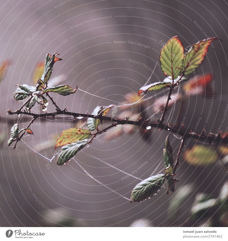 grüne Pflanzenblätter Blatt Garten geblümt Natur Dekoration & Verzierung abstrakt Konsistenz frisch Außenaufnahme Hintergrund Beautyfotografie Zerbrechlichkeit