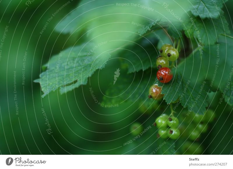 die erste rote Beere Johannisbeere Beeren Johannisbeeren reif Johannisbeerstrauch reife Beere rote Johannisbeere Johannisbeerblatt Bio Bioprodukte Strauch