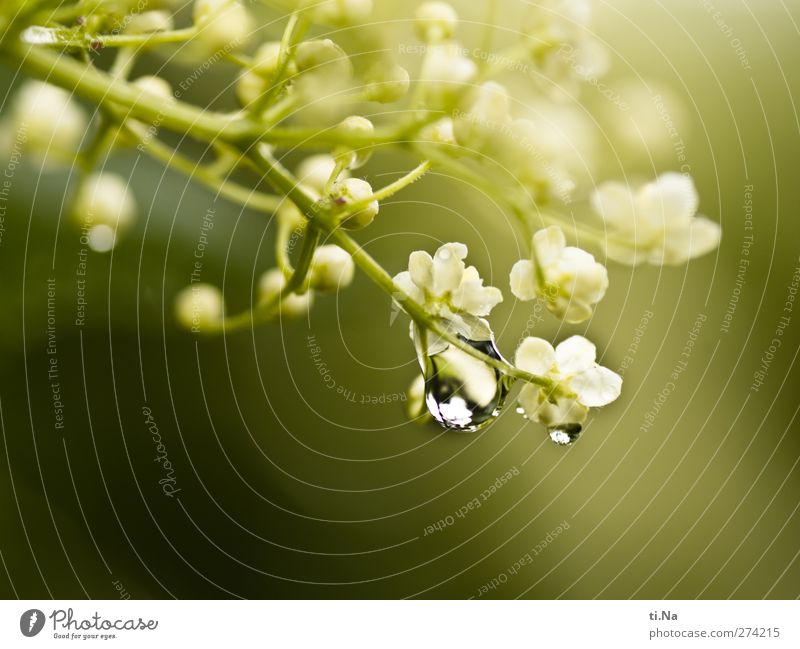 Gute Reise Natur Wasser Wassertropfen Frühling Sommer Blüte Wildpflanze Blühend Duft hell schön Holunderbusch Holunderblüte Tau Farbfoto Makroaufnahme