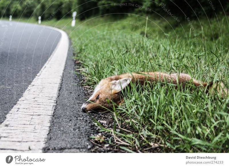 Was hat er euch getan...? Natur Sommer Gras Straße Tier Wildtier Totes Tier 1 grün Fuchs Linie liegen Rotfuchs Fahrbahn überfahren Unfall Farbfoto Außenaufnahme