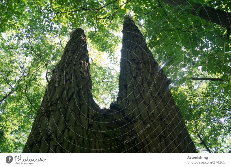 Zwillingsbäume Umwelt Natur Pflanze Himmel Sonne Sonnenlicht Sommer Wetter Schönes Wetter Baum Blatt Wald Urwald Wien hell hoch Baumrinde Baumstamm Blätterdach