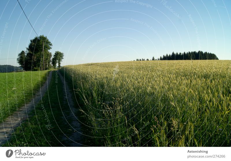 Weg Umwelt Natur Landschaft Pflanze Erde Sand Himmel Wolkenloser Himmel Horizont Sommer Wetter Schönes Wetter Baum Blume Gras Nutzpflanze Wiese Feld Wald