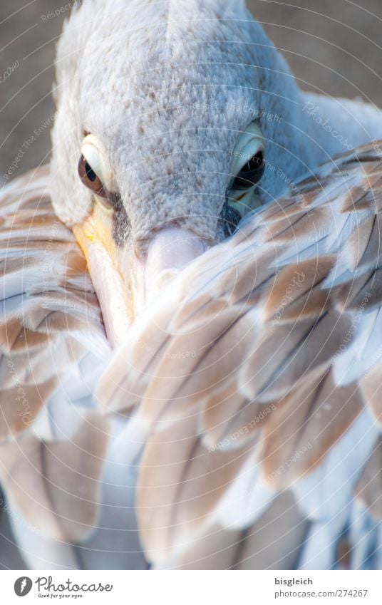 Augenblick III Zoo Tier Vogel Tiergesicht Flügel Pelikan Feder Schnabel 1 Blick warten braun weiß achtsam Wachsamkeit Gelassenheit ruhig Farbfoto