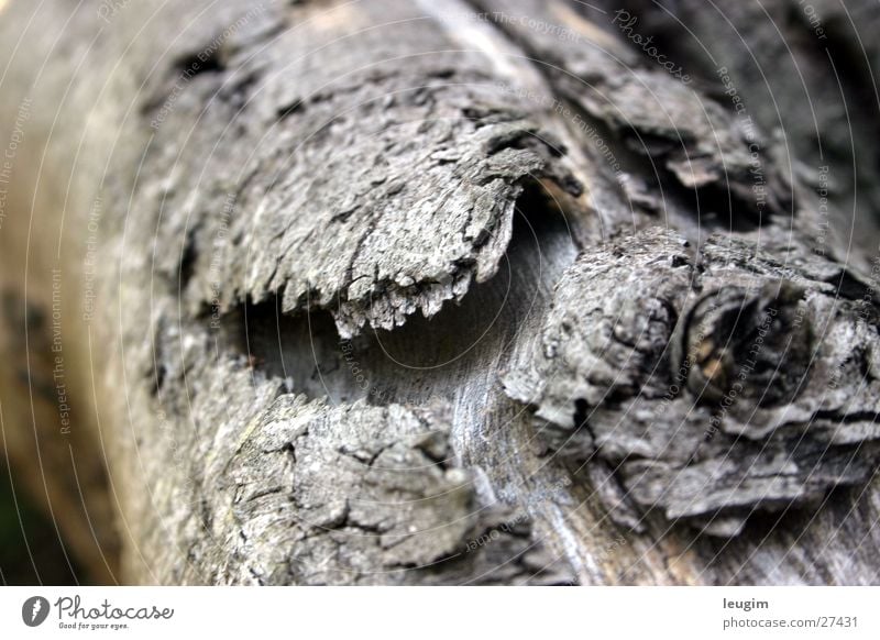 Madera vieja, oder war es doch die Meeresluft? Baumrinde Holz grau einzeln Ast alt verfallen Maserung leicht verwackelt