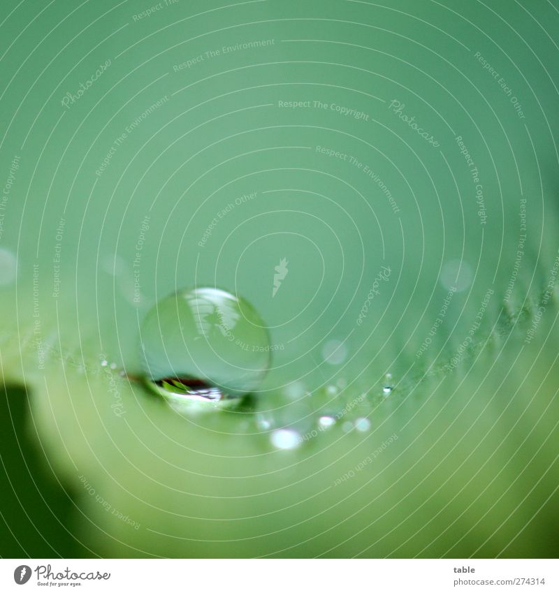 Regen Natur Pflanze Urelemente Wasser Wassertropfen Baum Blatt Grünpflanze Nutzpflanze Wildpflanze exotisch Ginkgo glänzend liegen frisch rund grün schön ruhig