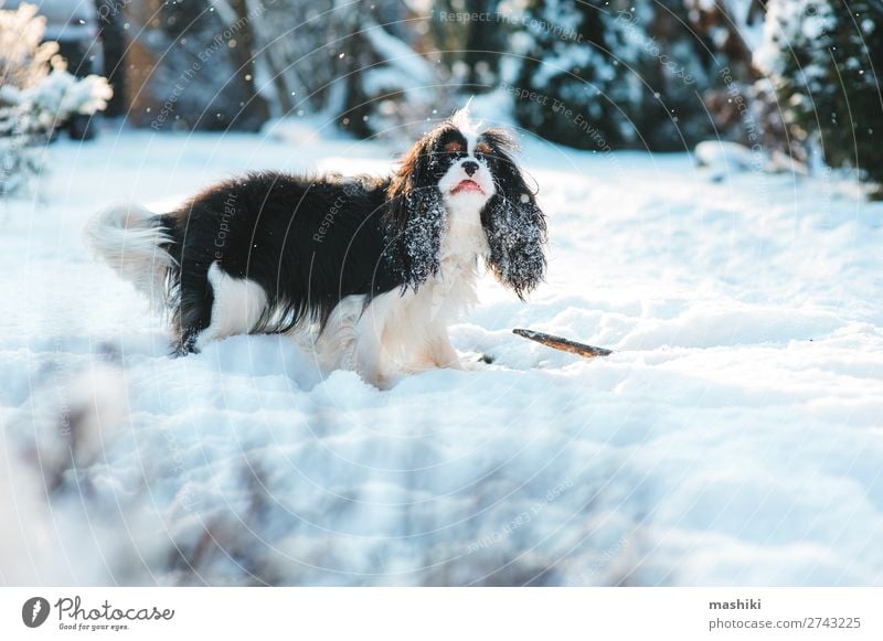 lustiger Kavalier König Charles Spaniel Hund Freude Glück Leben Spielen Winter Schnee Garten Tier Wetter Wärme Pelzmantel Haustier Spaziergang heimisch