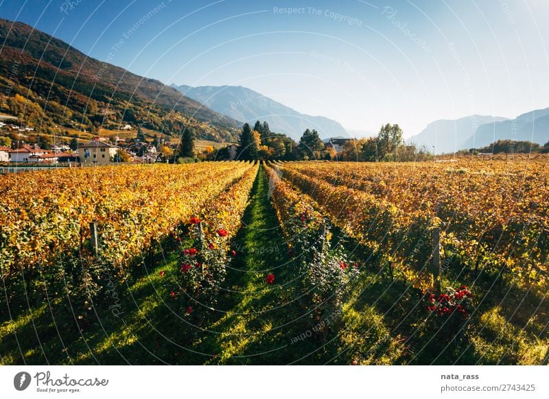 Weinberge in Trento im Herbst Ferien & Urlaub & Reisen Berge u. Gebirge Landschaft Alpen Dorf Stadt gelb herbstlich Reihen Trient Trentino Südtirol Italien