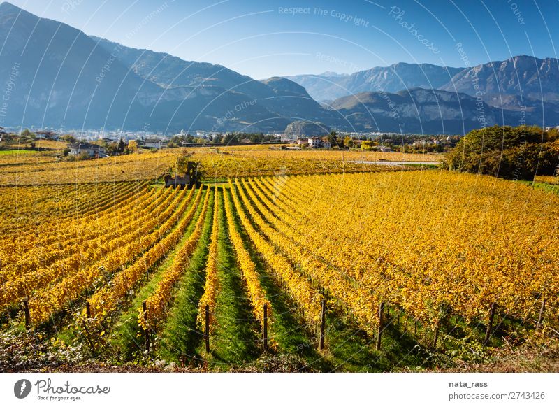 Weinberge in Trento im Herbst Ferien & Urlaub & Reisen Berge u. Gebirge Landschaft Feld Alpen Dorf Stadt blau gelb herbstlich Reihen Trient Trentino Südtirol