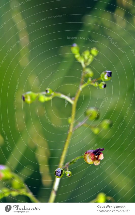 Knotige Braunwurz, aus der Froschperspektive erscheint sie exotisch. Umwelt Natur Pflanze Sommer Blüte Grünpflanze Wald "Knotige Braunwurz," Heilpflanzen