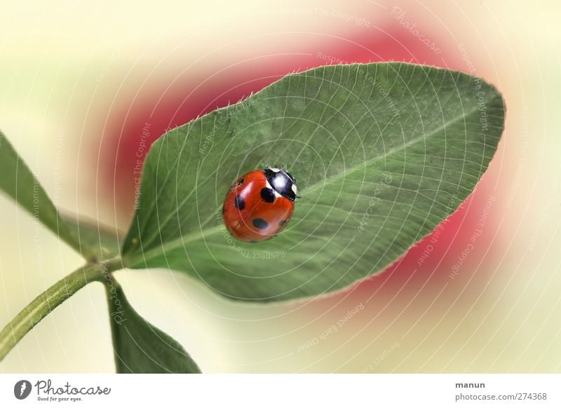 Punktlandung Natur Blatt Kleeblatt Tier Wildtier Käfer Marienkäfer Zeichen Glücksbringer authentisch natürlich Farbfoto Menschenleer Zentralperspektive