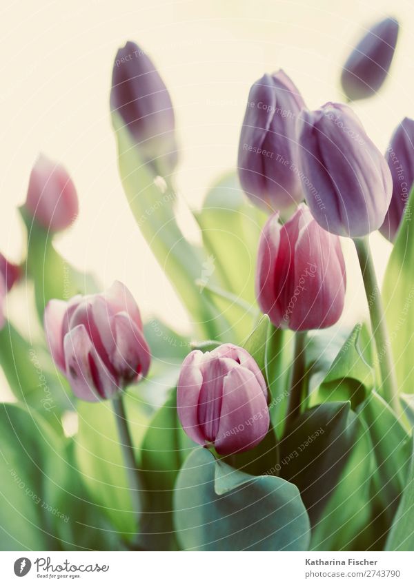 Tulpenstrauss Blumen Pflanze Blatt Blüte Blühend leuchten blau grün violett rosa rot türkis schön Blumenstrauß Nostalgie Farbfoto Außenaufnahme Menschenleer Tag