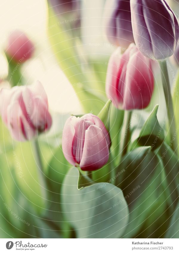 Tulpen Blumenstrauß Gemälde Natur Pflanze Blatt Blüte Blühend leuchten Wachstum blau grün violett rosa rot türkis Farbfoto Außenaufnahme Innenaufnahme