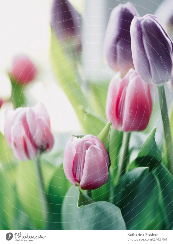 Tulpen Tulpen Tulpen Kunstwerk Gemälde Natur Pflanze Blatt Blüte Dekoration & Verzierung Blumenstrauß Blühend leuchten verblüht grün violett rosa rot türkis