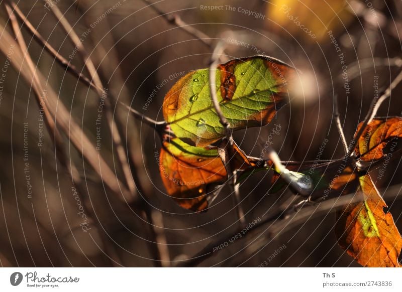 Blatt Natur Pflanze Herbst Winter Wald verblüht ästhetisch authentisch einfach elegant natürlich braun grün orange Gelassenheit geduldig ruhig Farbe einzigartig