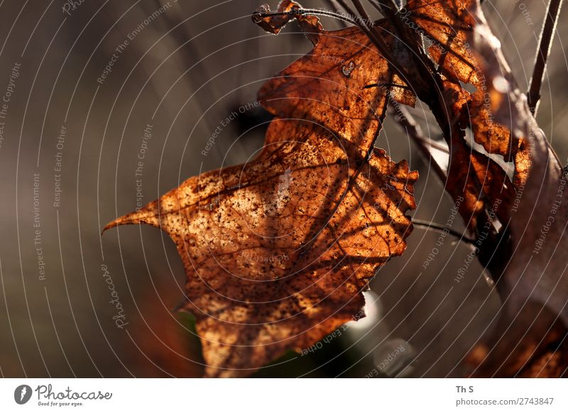 Blatt Natur Pflanze Herbst Winter Wald verblüht ästhetisch authentisch einfach elegant natürlich braun Gelassenheit geduldig ruhig einzigartig Farbfoto