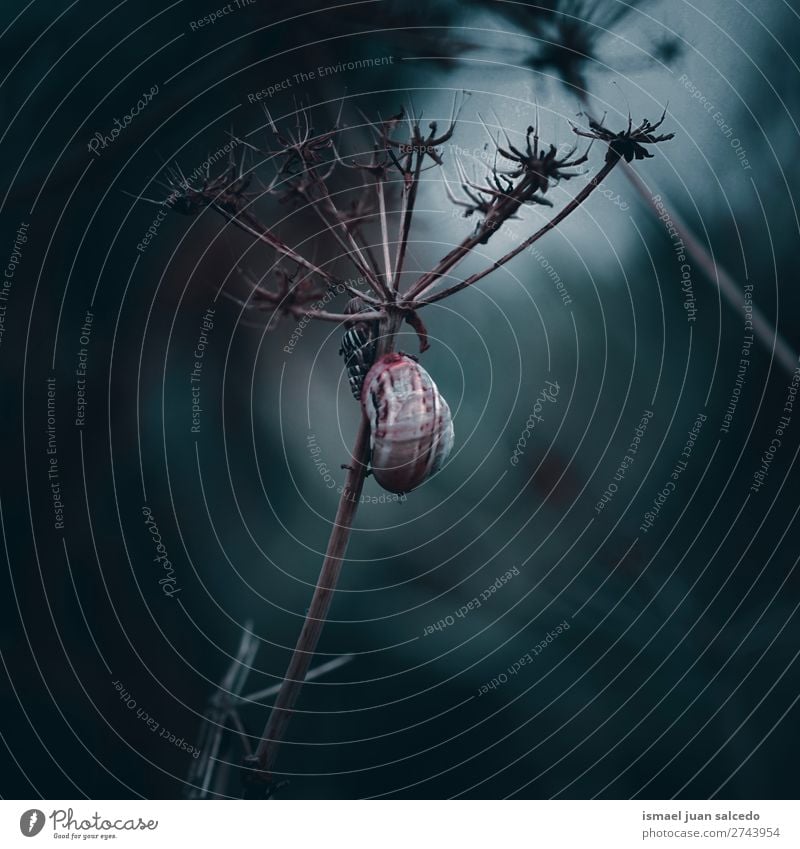 Schnecke auf der Pflanze Riesenglanzschnecke Tier Wanze Insekt klein Panzer Spirale Natur Garten Außenaufnahme Zerbrechlichkeit niedlich Beautyfotografie