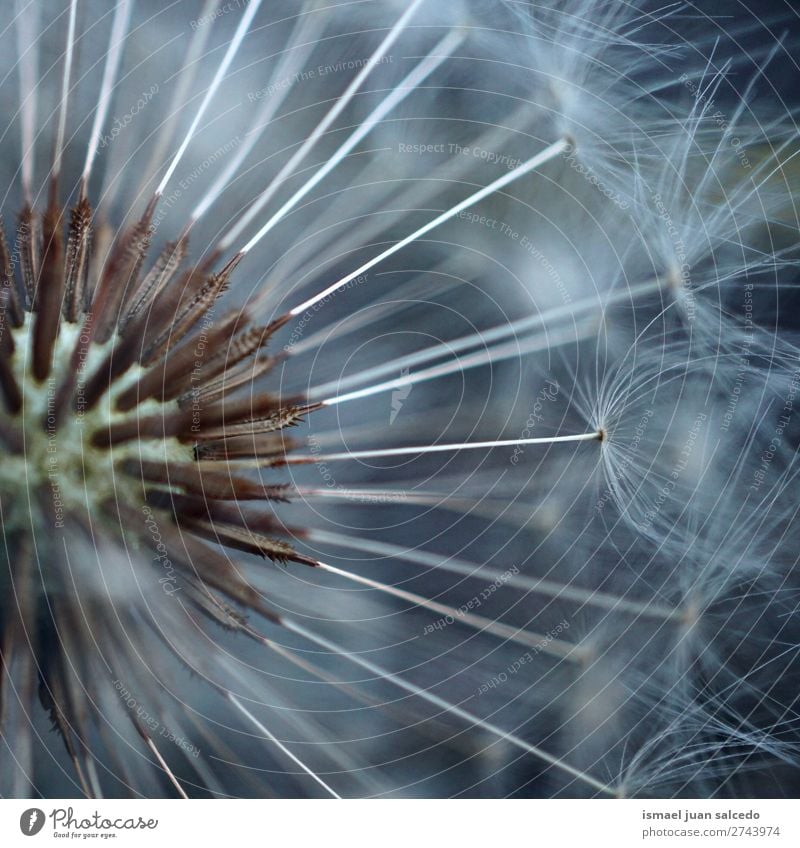 Löwenzahnblume Pflanze Blume Samen geblümt Garten Natur Dekoration & Verzierung abstrakt Konsistenz weich Außenaufnahme Hintergrund romantisch Zerbrechlichkeit