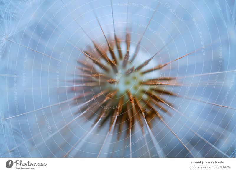 Löwenzahnblume Pflanze Blume Samen geblümt Garten Natur Dekoration & Verzierung abstrakt Konsistenz weich Außenaufnahme Hintergrund romantisch Zerbrechlichkeit