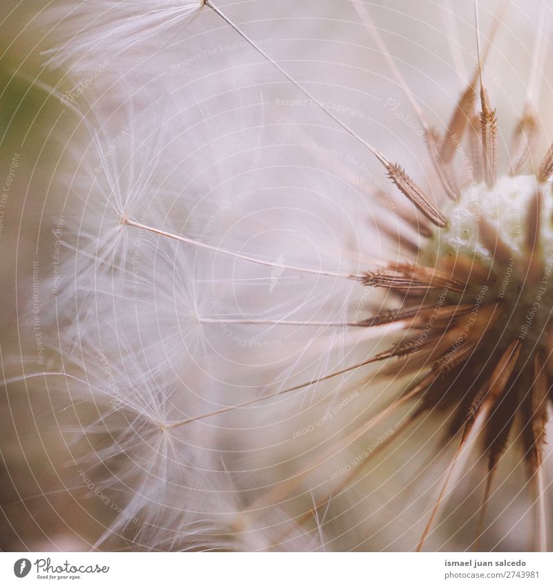 Löwenzahnblume Pflanze Blume Samen geblümt Garten Natur Dekoration & Verzierung abstrakt Konsistenz weich Außenaufnahme Hintergrund romantisch Zerbrechlichkeit