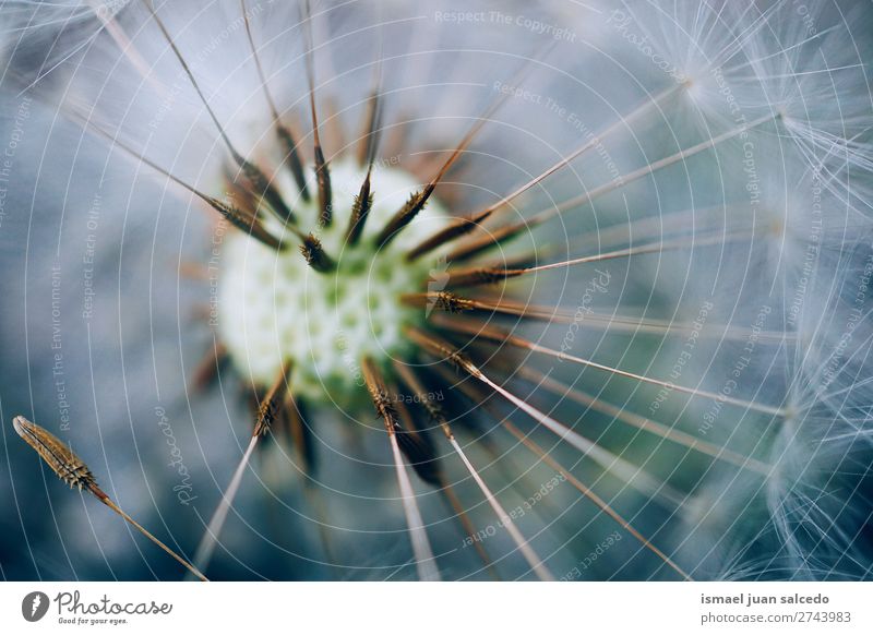 Löwenzahnblume Pflanze Blume Samen geblümt Garten Natur Dekoration & Verzierung abstrakt Konsistenz weich Außenaufnahme Hintergrund romantisch Zerbrechlichkeit