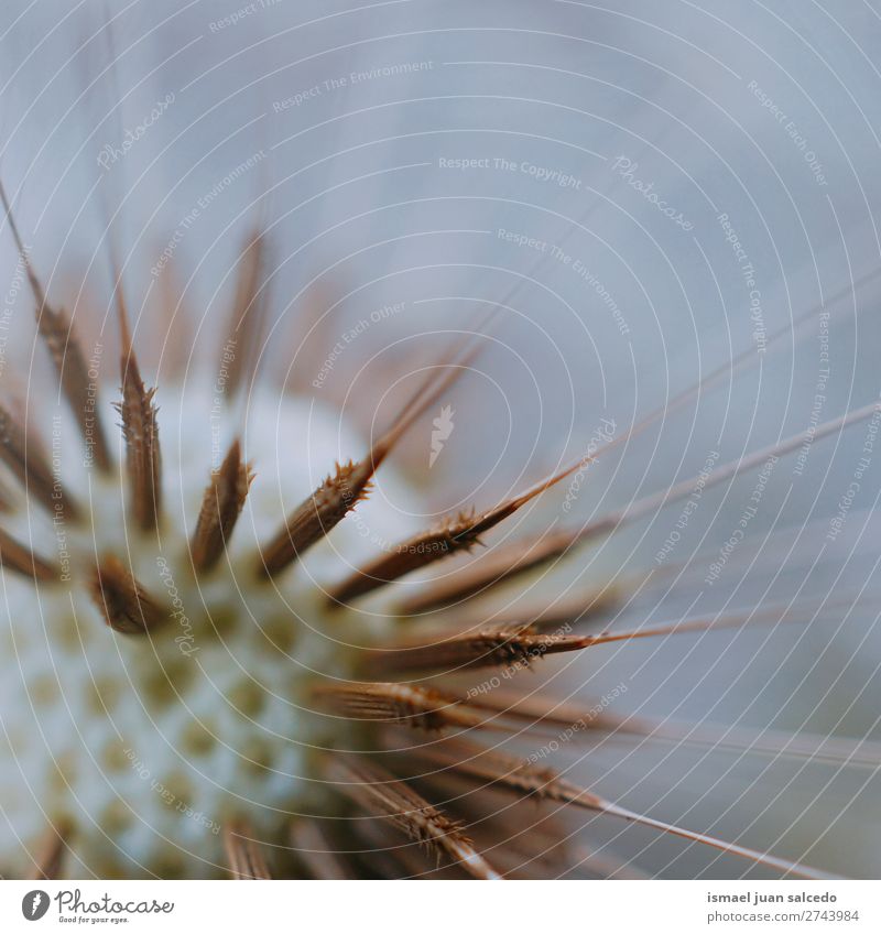 Löwenzahnblume Pflanze Blume Samen geblümt Garten Natur Dekoration & Verzierung abstrakt Konsistenz weich Außenaufnahme Hintergrund romantisch Zerbrechlichkeit