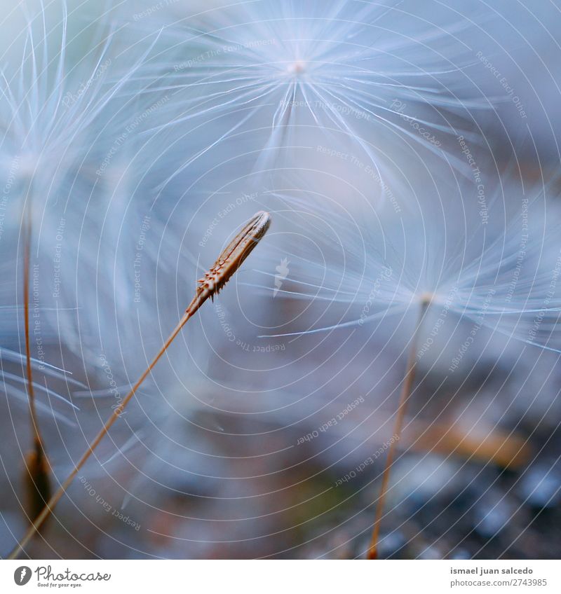 Löwenzahnblume Pflanze Blume Samen geblümt Garten Natur Dekoration & Verzierung abstrakt Konsistenz weich Außenaufnahme Hintergrund romantisch Zerbrechlichkeit