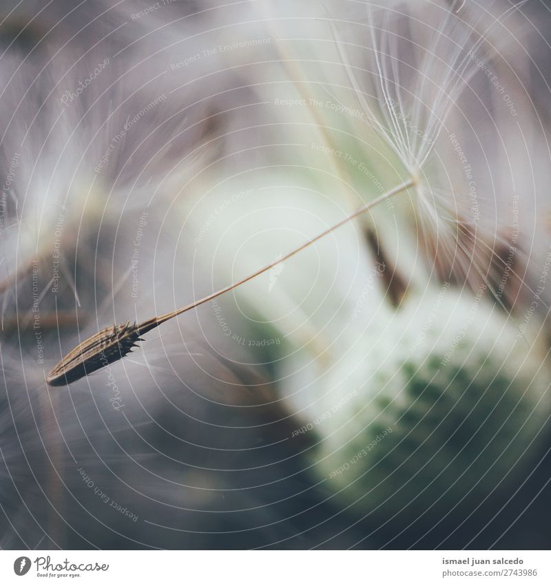 Löwenzahnblume Pflanze Blume Samen geblümt Garten Natur Dekoration & Verzierung abstrakt Konsistenz weich Außenaufnahme Hintergrund romantisch Zerbrechlichkeit