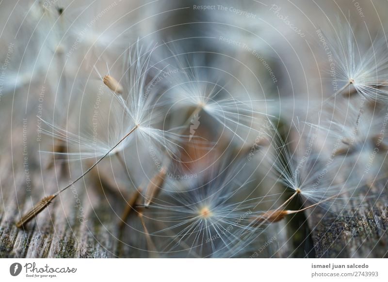 Löwenzahn Blumensamen Pflanze Samen geblümt Garten Natur Dekoration & Verzierung abstrakt Konsistenz weich Außenaufnahme Hintergrund romantisch Zerbrechlichkeit