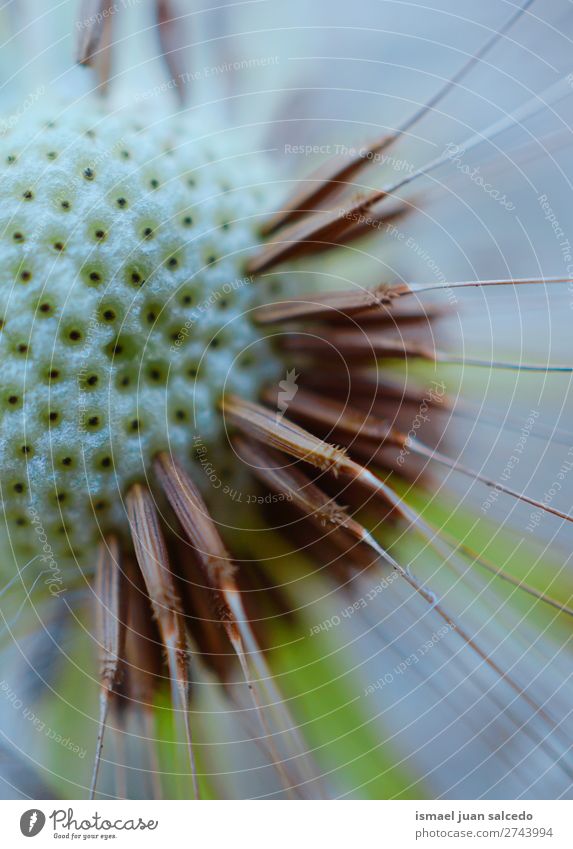 Löwenzahnblume Pflanze Blume Samen geblümt Garten Natur Dekoration & Verzierung abstrakt Konsistenz weich Außenaufnahme Hintergrund romantisch Zerbrechlichkeit