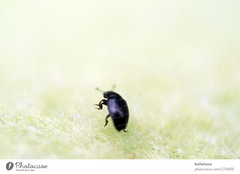 Sonnenkäfer Tier Wildtier Käfer 1 krabbeln Faser Stoff Stofffaser Decke Wolldecke Marienkäfer Bewegung Beine Fühler weiß grau schwarz glänzend Farbfoto