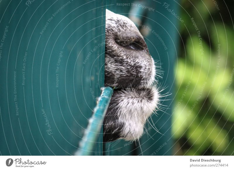 Ausbruchsversuch Tier Nutztier Zoo Streichelzoo 1 blau grün schwarz Zaun Maul Nase Fell entkommen ausbrechend Versuch Versuchstier Gitter gefangen Ziegen