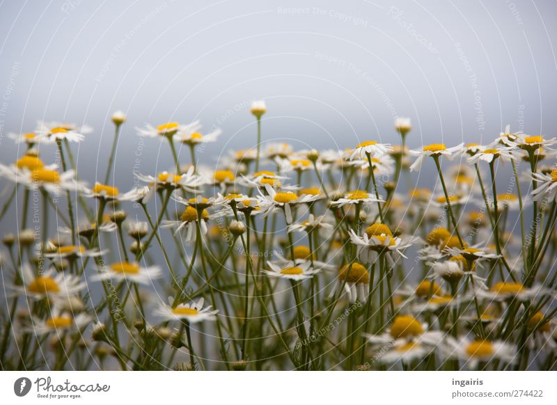 Blümchen Kräuter & Gewürze Tee Umwelt Natur Pflanze Himmel Sommer Blume Blüte Wildpflanze Kamillenblüten Wiesenblume Feld Blühend Duft Wachstum Freundlichkeit