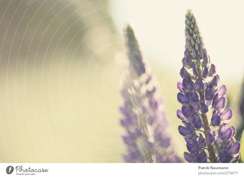 Lupinen Duo Umwelt Natur Pflanze Tier Sonne Sommer Klimawandel Schönes Wetter Gras Blüte Wildpflanze Lupinenblüte Wiese Feld Blühend leuchten verblüht