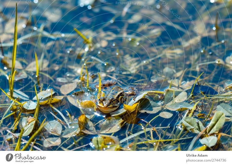 Anpassung - Natur Umwelt Pflanze Tier Wasser Frühling Sommer Blatt Klee Gras Teich See Bach Frosch Kröte 1 Jagd Schwimmen & Baden natürlich blau grün verstecken