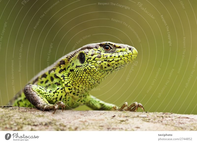 Nahaufnahme der bunten männlichen Zauneidechse schön Haut Garten Mann Erwachsene Umwelt Natur Tier Sand klein natürlich wild braun grün Farbe Lizard Tierwelt