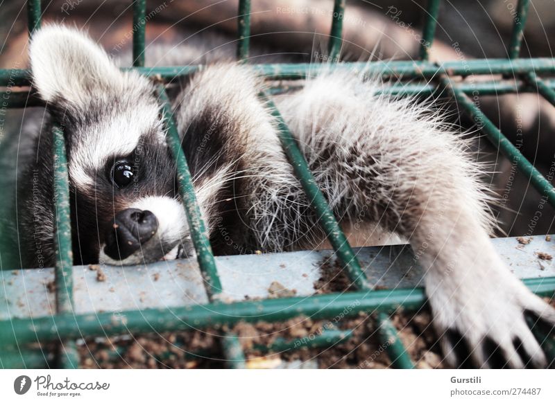 Her damit! Zaun Gitter Tier Wildtier Tiergesicht Fell Krallen Pfote Waschbär 1 fangen festhalten Jagd fantastisch frech kuschlig niedlich rebellisch wild