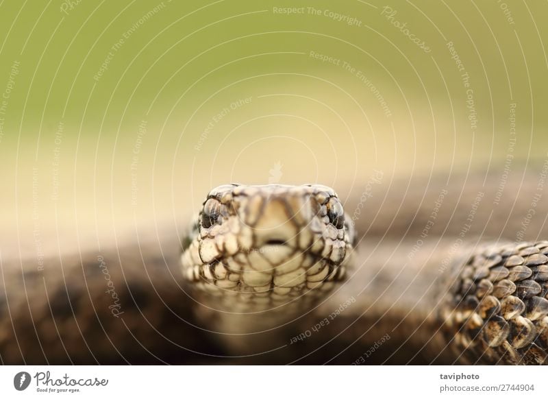 Portrait der ungarischen Wiesenotter schön Natur Tier Schlange wild Angst gefährlich Natter Ottern Kopf Lebewesen Vipera farbenfroh ursinii giftig viperinae