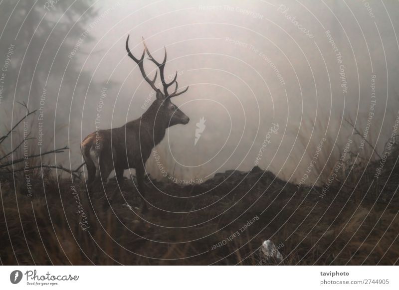 Rothirsch in der Wildnis der Karpatenberge schön Spielen Jagd Berge u. Gebirge Mann Erwachsene Umwelt Natur Tier Herbst Nebel Wiese Wald dunkel natürlich wild