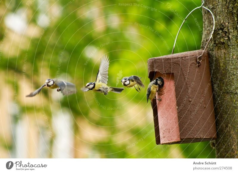 Flugschau Natur Frühling Schönes Wetter Baum Garten Tier Vogel 1 4 fliegen niedlich Glück Meisen Nest Baumstamm Farbfoto Außenaufnahme Menschenleer