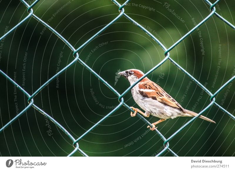 Zaungast II Natur Tier Wildtier Tiergesicht Flügel Krallen 1 braun grau grün schwarz Spatz Vogel festhalten Maschendrahtzaun Gitternetz Schnabel Feder sitzen