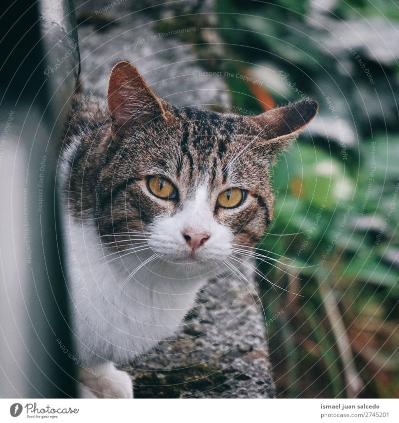 Kätzchen Katze Portrait Haustier Katzenbaby heimisch Backenbart Porträt Tier Kopf Auge Ohren Behaarung Hintergrund Natur niedlich Beautyfotografie elegant