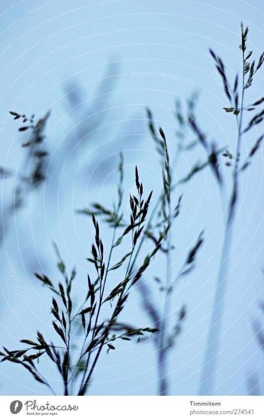 Downhearted Pflanze Himmel Wolkenloser Himmel Gras beobachten Blick dunkel natürlich blau schwarz Natur Wachstum Farbfoto Gedeckte Farben Außenaufnahme