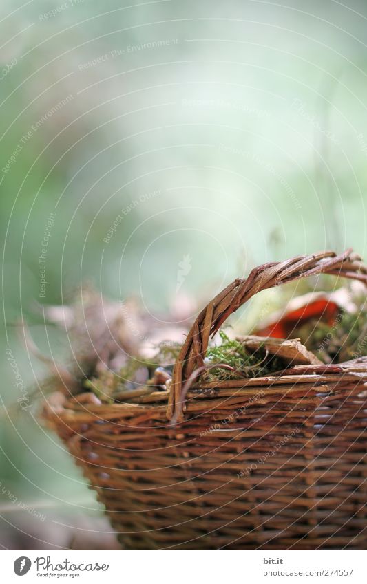 Ein Korb für den Herbst... Umwelt Natur Pflanze Moos Garten Park Dekoration & Verzierung stehen dehydrieren alt braun grün Stimmung Vergänglichkeit Herbstlaub